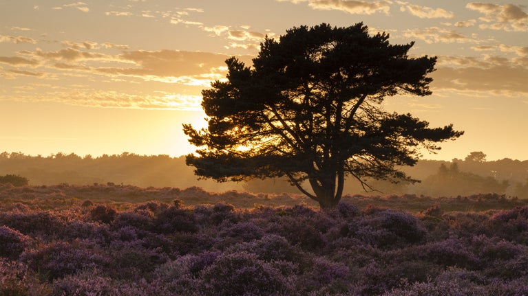 Heathland and tree at Dunwich Heath, Suffolk